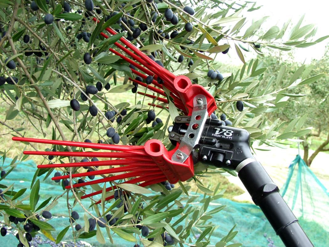 "Assisted" olive harvesting